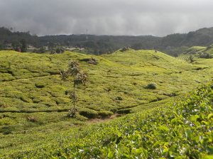 Tea plantations near Bandung