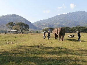Some of the happy free roaming eles @ENP