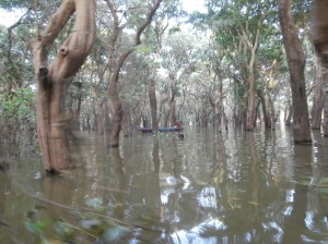 The serene flooded forest