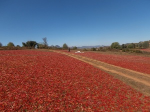 Field of sun dried red chillies